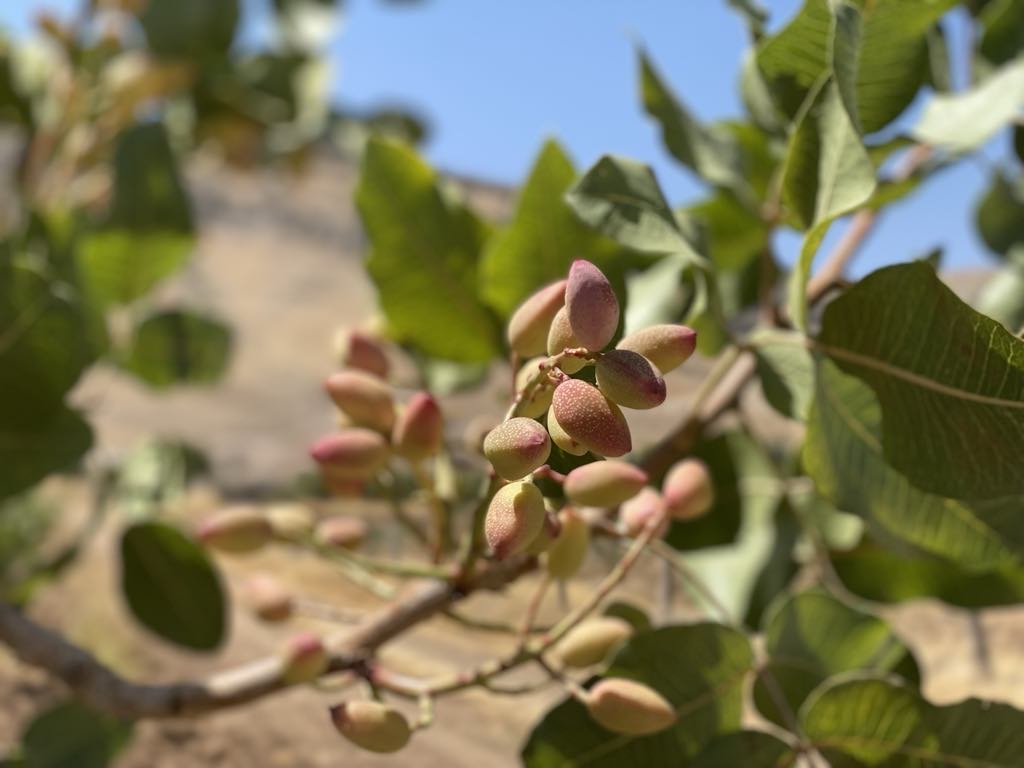 Pistacje surowe – czym są i dlaczego warto je poznać?